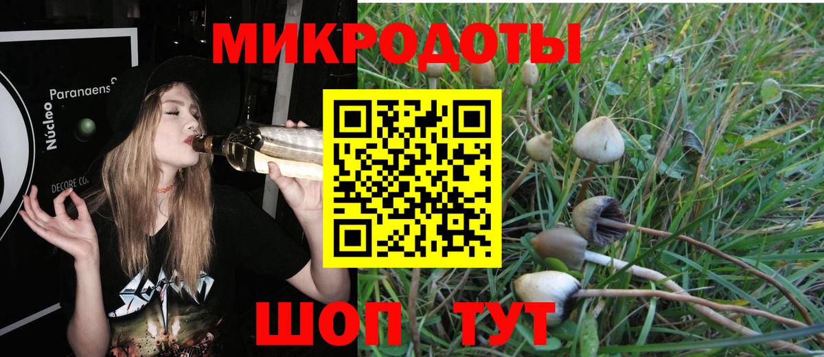 Псилоцибиновые грибы Psilocybe  как найти   Шахты  Вход с VPN 